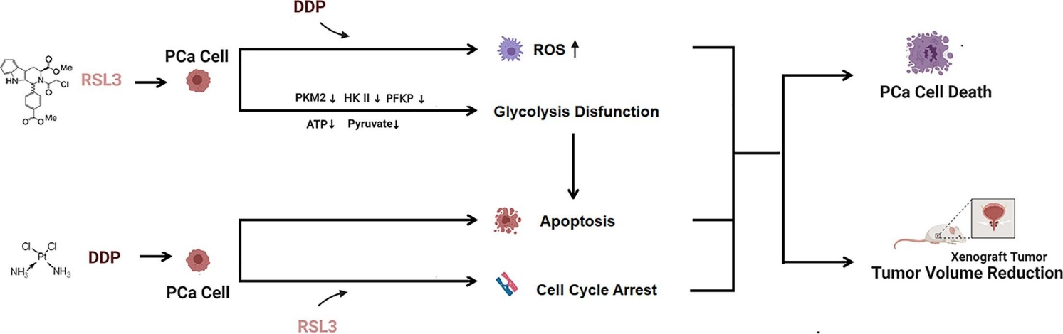 role of RSL3
